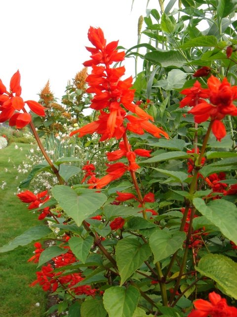 Salvia slendens